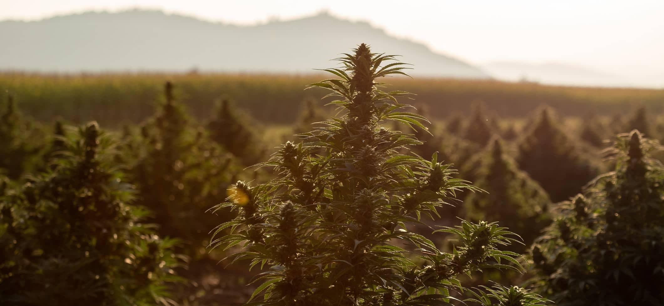 Emerald Triangle Cannabis Farms: Inside Our Farm Partners